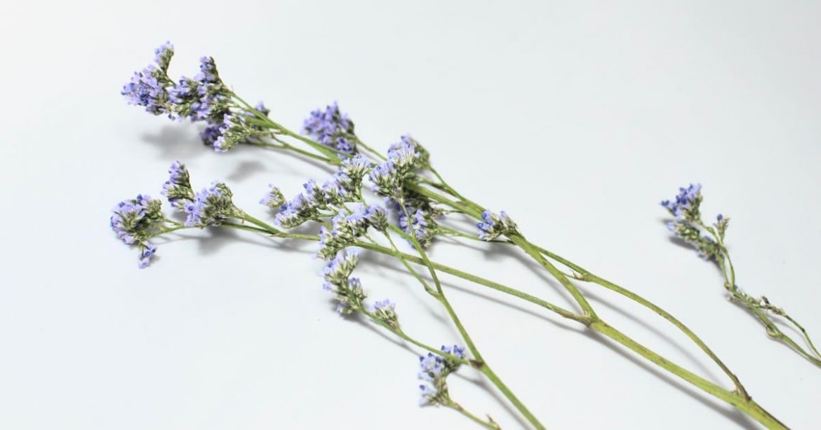 The Healing Powers of Bakuchiol