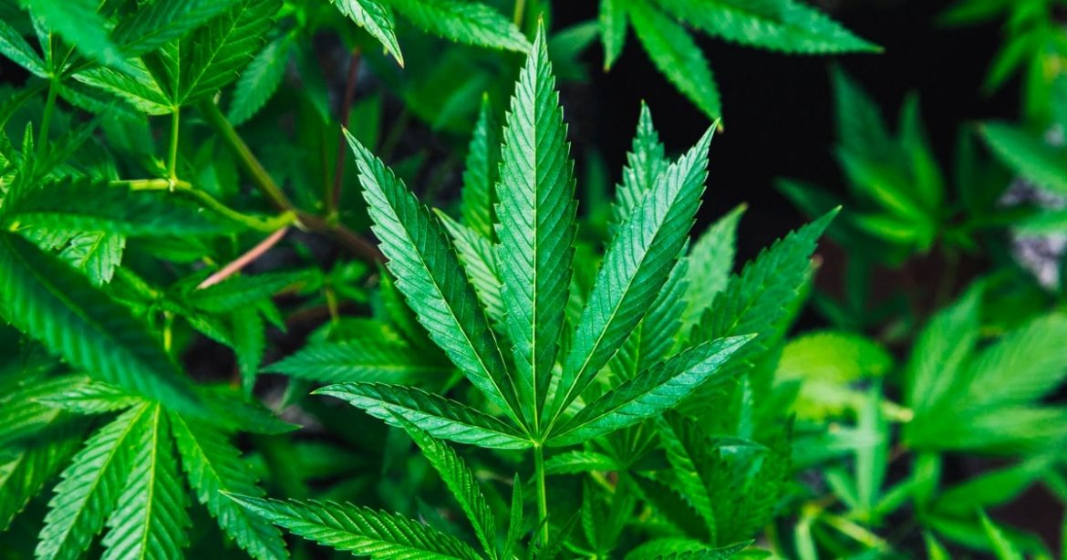 The Benefits of Hemp in Beauty Products